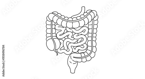 Human Digestive System Illustration Anatomy Detail.
