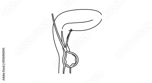 Human Stomach and Gallbladder Diagram Illustration.
