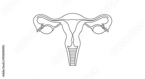 Female Reproductive System Diagram Illustration.