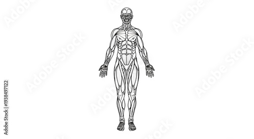 Human Body Anatomy Diagram Illustration.