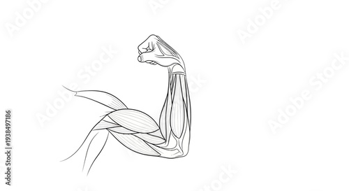Flexed Arm Muscles Sketch Illustration.