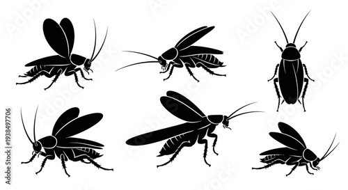 Cockroach Silhouettes Collection: Various Poses and Angles