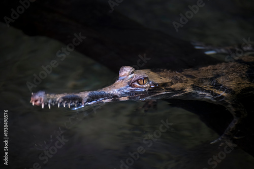 The False Gharial (Tomistoma schlegelii).