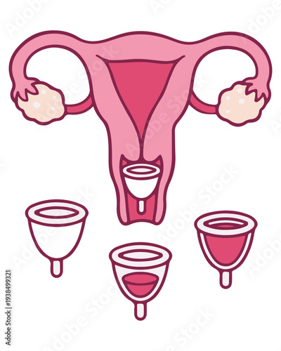 Menstrual Cup Anatomy