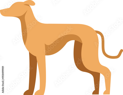 Greyhound standing, showing its slender body and elegant silhouette