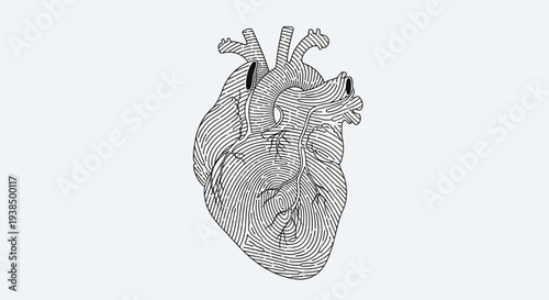 Detailed Anatomical Illustration of Human Heart.