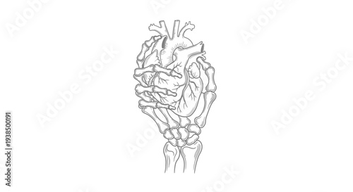Detailed Human Heart Anatomical Illustration.