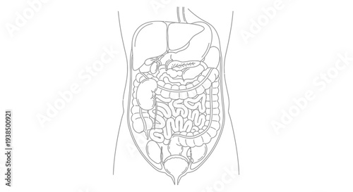 Human Abdominal Organs Anatomical Diagram Illustration.