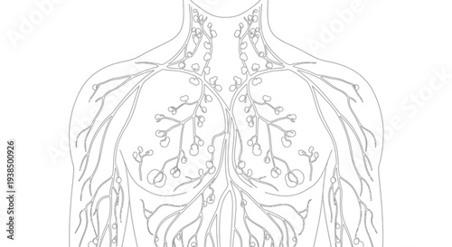 Human Lymphatic System Detailed Illustration.