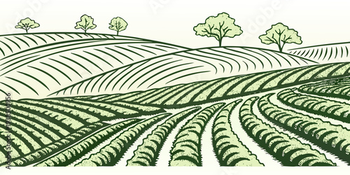 Aerial view of a lush green vineyard with rows of grapevines and trees in the distance. Vector