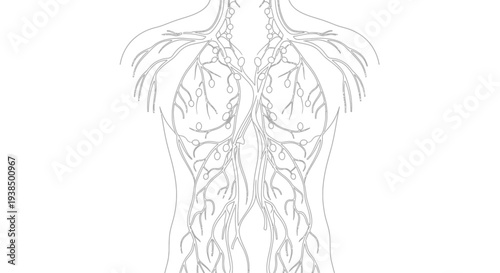 Human Legs with Visible Circulatory System Diagram.