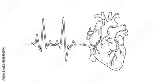 Anatomical Heart Illustration with ECG Line.