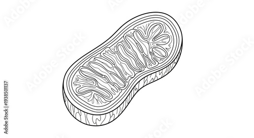 Detailed Illustration of a Mitochondrion Cell Organelle.