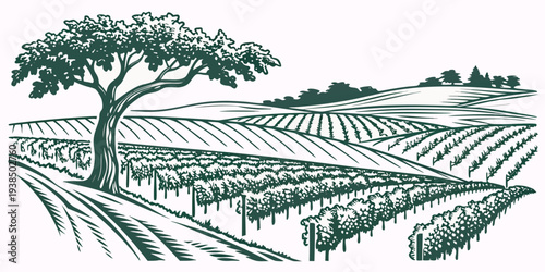 A serene vineyard with rows of grapevines under a large tree in the background Vector