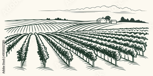 Aerial view of a vast agricultural field with rows of crops and a winding road. Vector