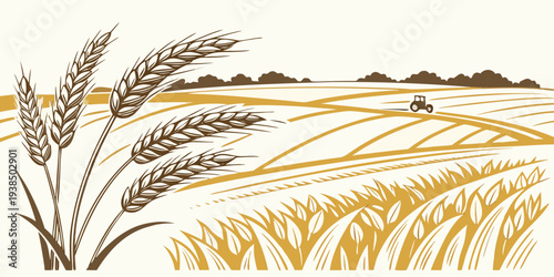 A serene landscape of golden wheat fields under a clear blue sky Vector