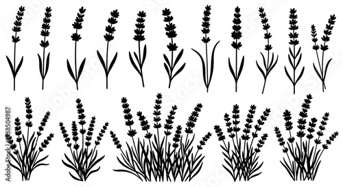 Collection of Black Silhouette Lavender Sprigs and Bushes, Isolated on White Background