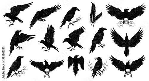 Collection of Black Crows and Ravens Silhouettes with Skulls and Feathers