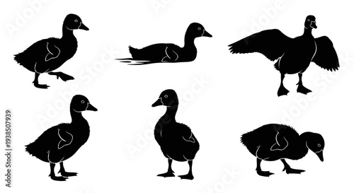 Ducklings Silhouettes Collection: Various Poses of Young Ducks in Black and White
