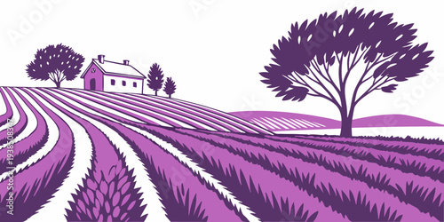 A serene landscape of rolling hills covered in vibrant purple lavender fields Vector
