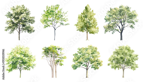 PNG Watercolor trees collection illustration, transparent background