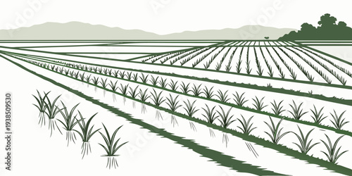 Aerial view of a vast vineyard with rows of grapevines stretching into the distance Vector