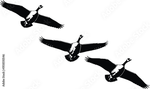 Canada geese flying in formation flock of wild birds migrating in the sky silhouette vector illustration for nature and wildlife themes