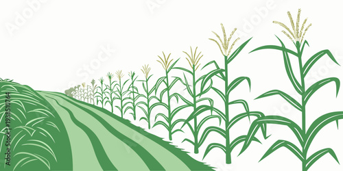 A vast field of corn stretches out under a clear blue sky. Vector