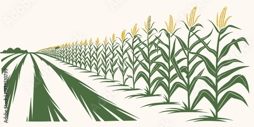 Rows of corn plants growing in a well-maintained agricultural field under a clear sky Vector