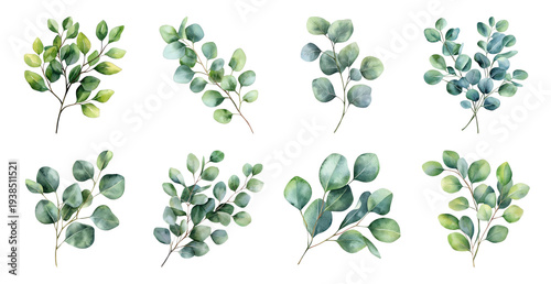 PNG Watercolor eucalyptus leaves illustration, transparent background