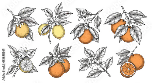 Detailed vintage botanical sketches of citrus fruit branches showing oranges and lemons with flowers and leaves in a classic engraving style.