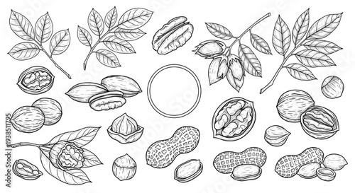 Professional botanical sketches of assorted nuts including peanuts, walnuts, pecans, and hazelnuts in an engraving style.