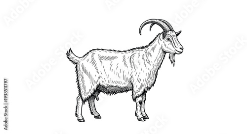 Realistic hand drawn sketch of a domestic goat showing detailed fur and curved horns in a classic black and white style.