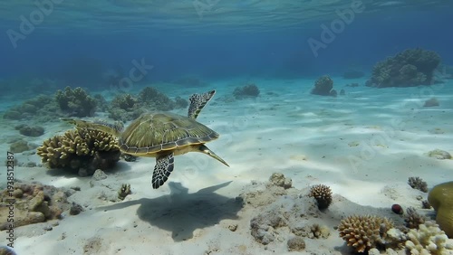 An Olive-Hued Marine Chelonian Gliding Through Shallow Aquatic Depths Beneath the Sunlit Surface