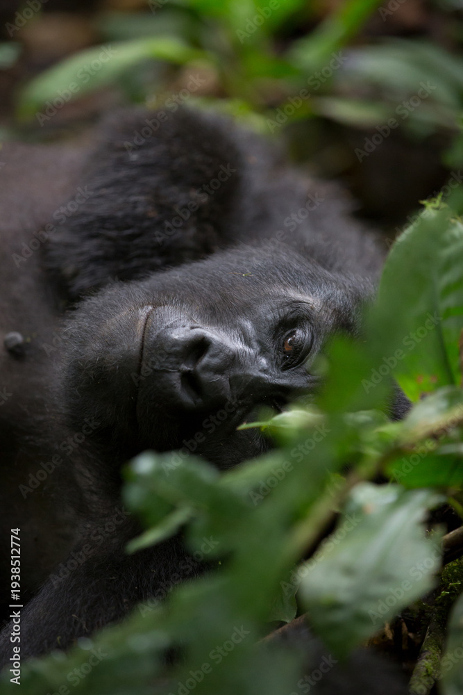 Obraz premium Gorilla Resting in the Forest