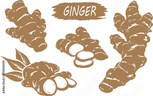 Ginger Root Botanical Illustration Set Vintage Herbal Spice Vector.