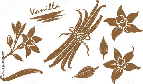 Vanilla Bean Botanical Illustration Set Natural Spice Plant Drawing.