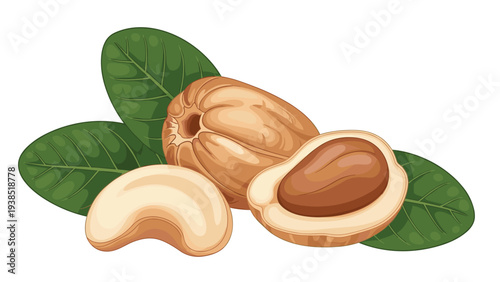 Detailed botanical illustration features cashew nuts in various stages of preparation including whole fruit and green leaves.