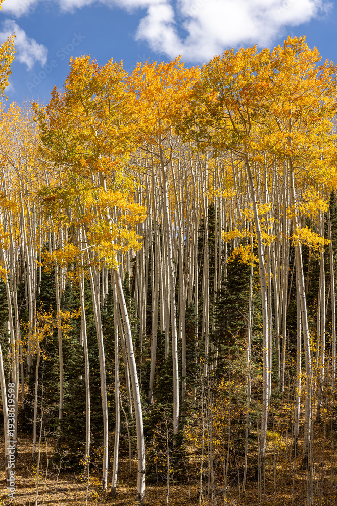 Naklejka premium Tall Aspens