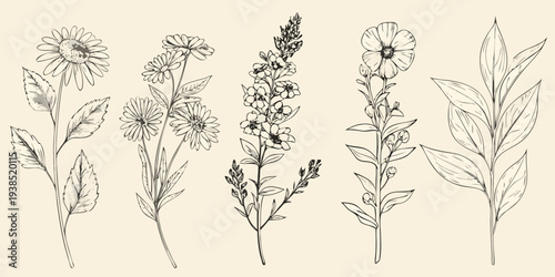 Vintage botanical illustration of various wildflowers and leafy stems