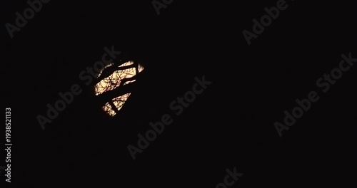 Vollmond wandert hinter einem Baum über den Nachthimmel