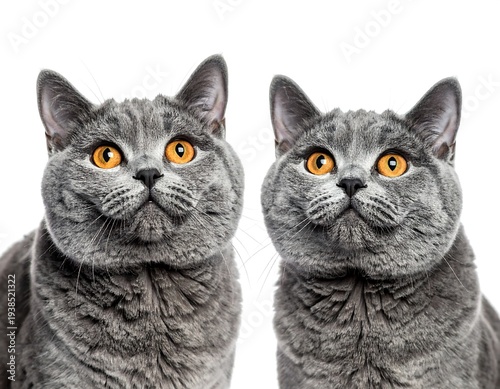 Two gray cats, side-by-side, face forward with bright golden eyes against a stark white background. Close up, portrait