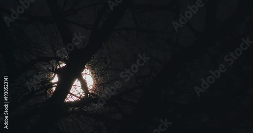 Vollmond wandert hinter einem Baum über den Nachthimmel