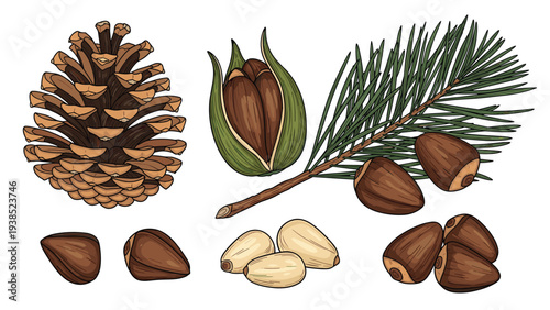 Natural collection of pine cones and individual seeds with a branch of evergreen pine needles in a detailed drawing.