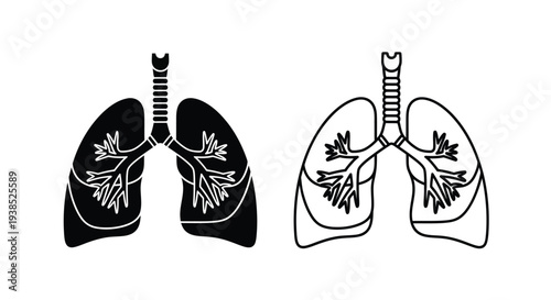Anatomical illustration of human lungs paired and detailed silhouette