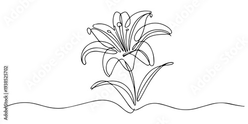 Continuous one line drawing of a lily flower bloom. Editable black stroke on a white background. Vector illustration, Lily flower continuous one line drawing. Minimalist single line art lily flower.