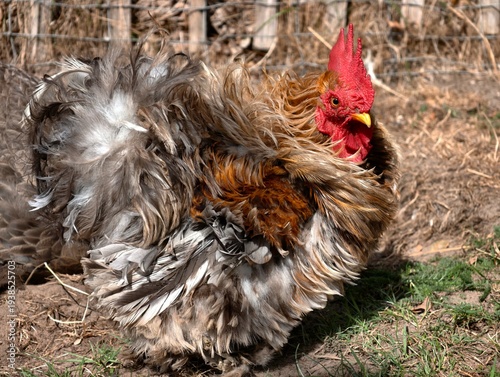 Konstfotografi Unique fluffy frizzle chicken showcasing its distinctive curly plumage in a natural outdoor setting