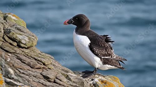 A Razorbill seabird with distinctive black and white plumage perches on rugged coastal rocks overlooking the vast blue ocean