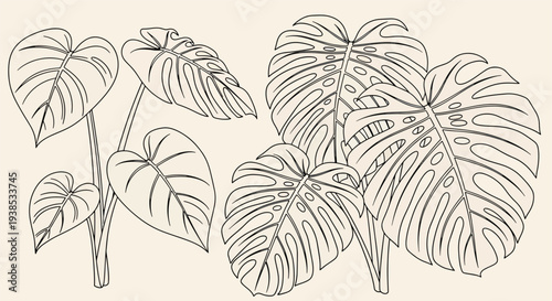 Monstera deliciosa plant leaves illustration.