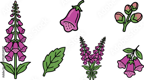 Flat design close up pink foxglove stems and bell flowers with buds leaves and tied bouquet on white background outlined vector